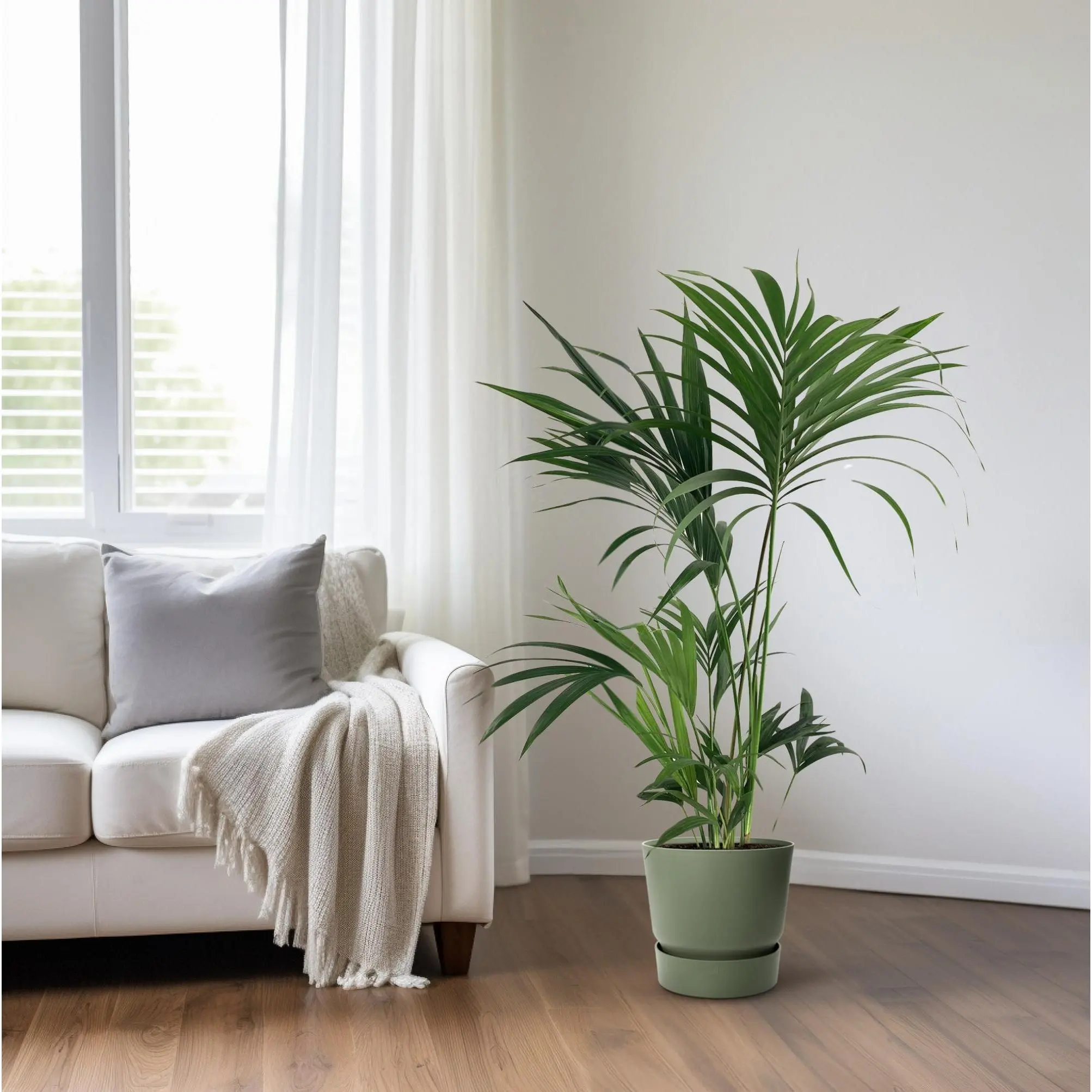 Howea Forsteriana - Ø24cm - ↨130cm 6 Howea Forsteriana - Ø24cm - H130cm