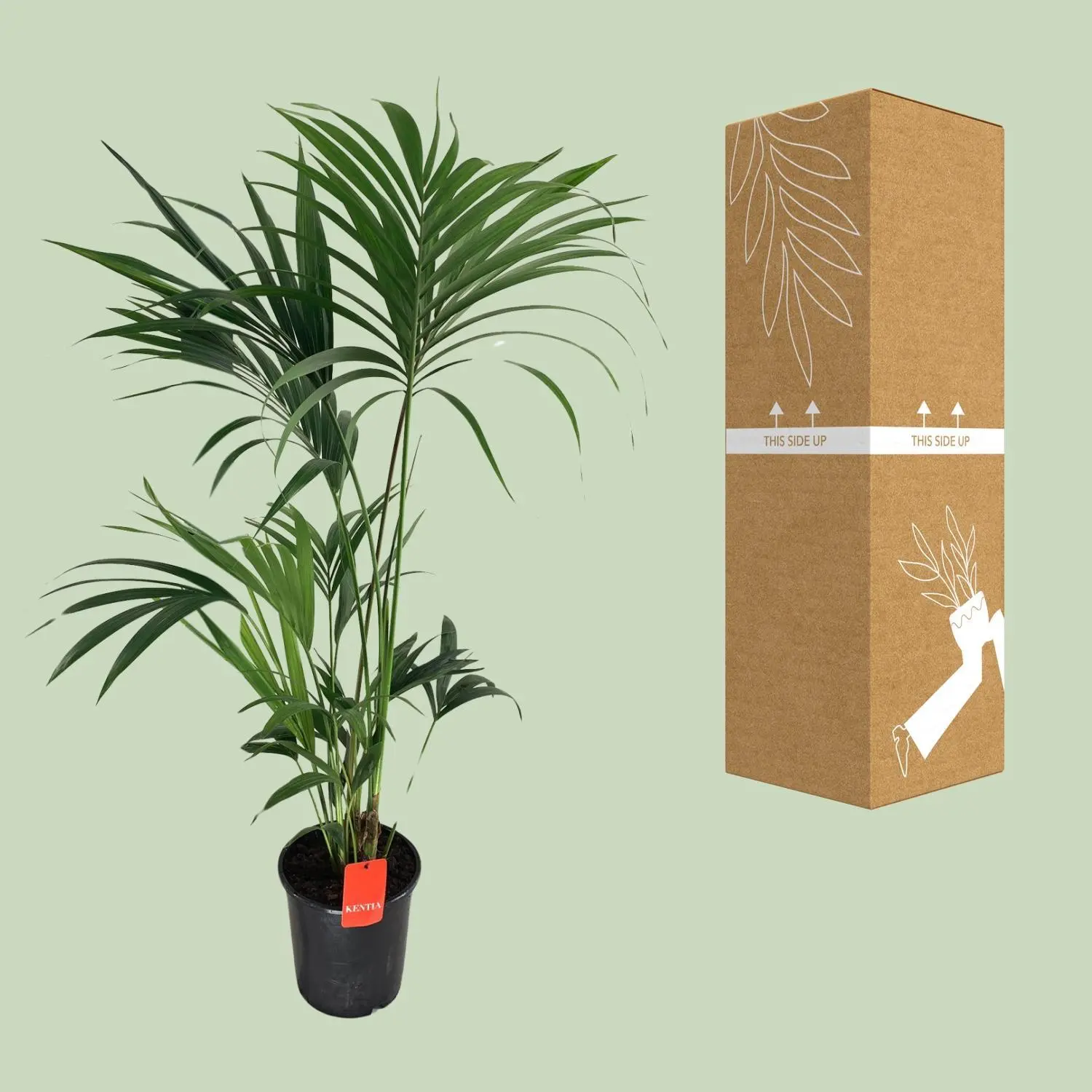 Howea Forsteriana - Ø24cm - ↨130cm 8 Howea Forsteriana - Ø24cm - H130cm