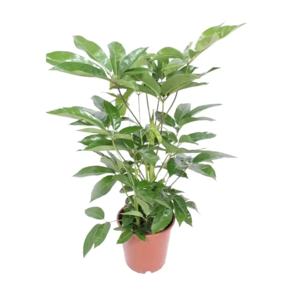 Schefflera Actinophylla Amate - Ø24cm - H100cm