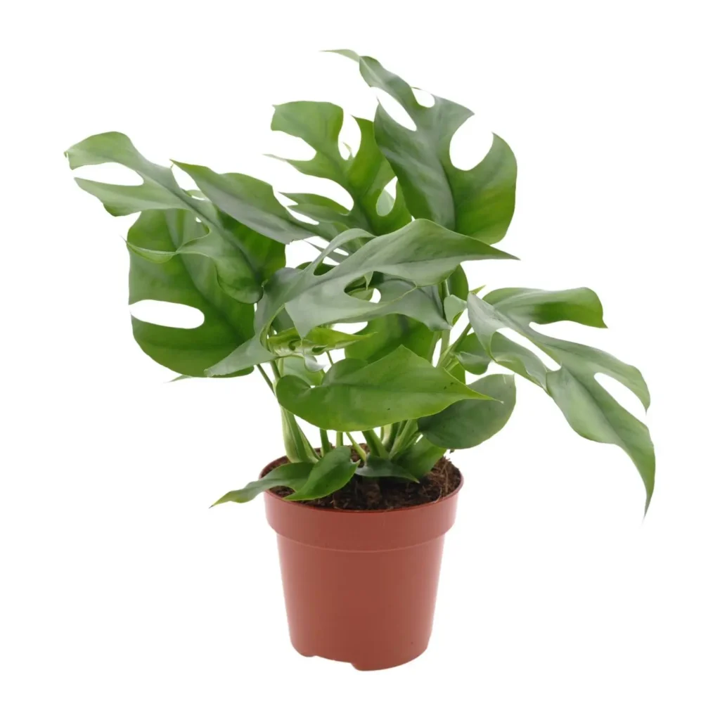 Fensterblatt Monstera Minima - Ø12cm - ↨25cm 9 Fensterblatt Monstera Minima - Ø12cm - H25cm