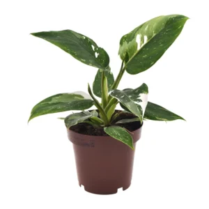 Philodendron White Princess - Ø12cm - ↨25cm