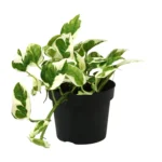 Scindapsus (Epipremnum) N'joy - Ø12cm - ↨15cm