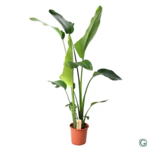 Strelitzia Nicolai - Ø21cm - ↨100cm