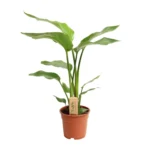 Strelitzia Nicolai - Ø17cm - ↨60cm