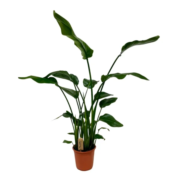 Strelitzia Nicolai - Ø21cm - H120cm
