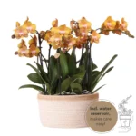 Oranges Orchideen-Set im Baumwollkorb inkl. Wassertank | 3 orange Orchideen Las Vegas 12cm & Mono Bouquet orange