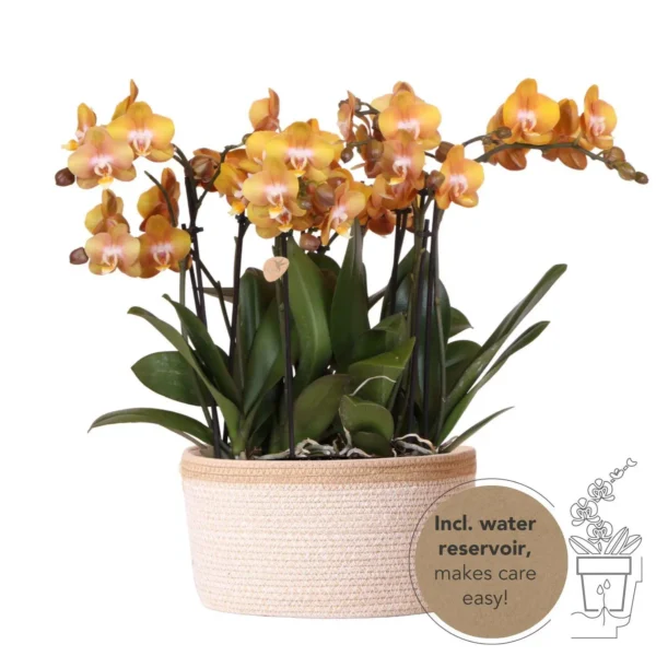Oranges Orchideen-Set im Baumwollkorb inkl. Wassertank | 3 orange Orchideen Las Vegas 12cm & Mono Bouquet orange
