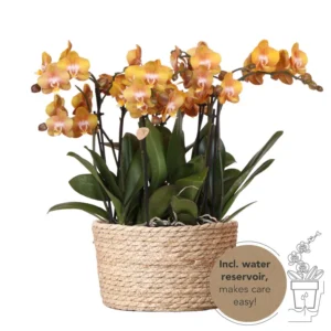Oranges Orchideen-Set im Schilfkorb inkl. Wassertank | 3 orange Orchideen Las Vegas 12cm | Mono Bouquet orange