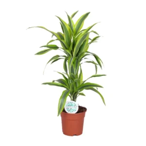 Drachenbaum Dracaena Lemon Lime - Ø17cm - ↨65cm