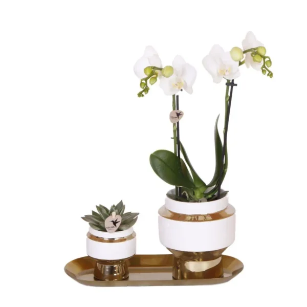 Set aus weißer Orchidee und Sukkulente auf goldenem Tablett