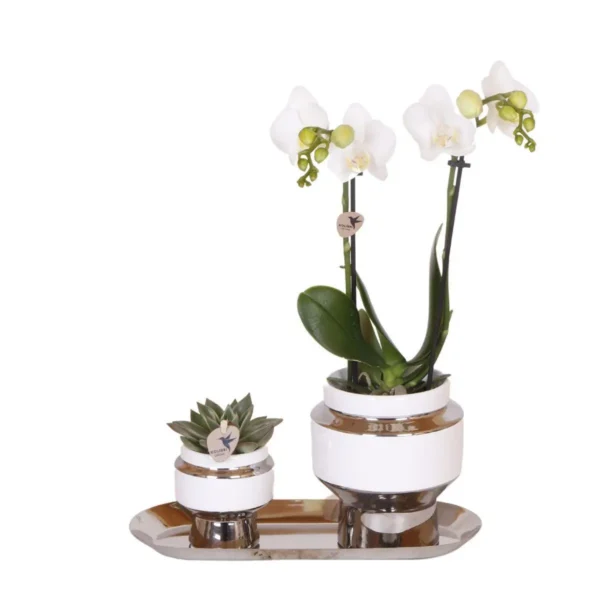 Set aus weißer Orchidee & Succulent auf Silbertablett