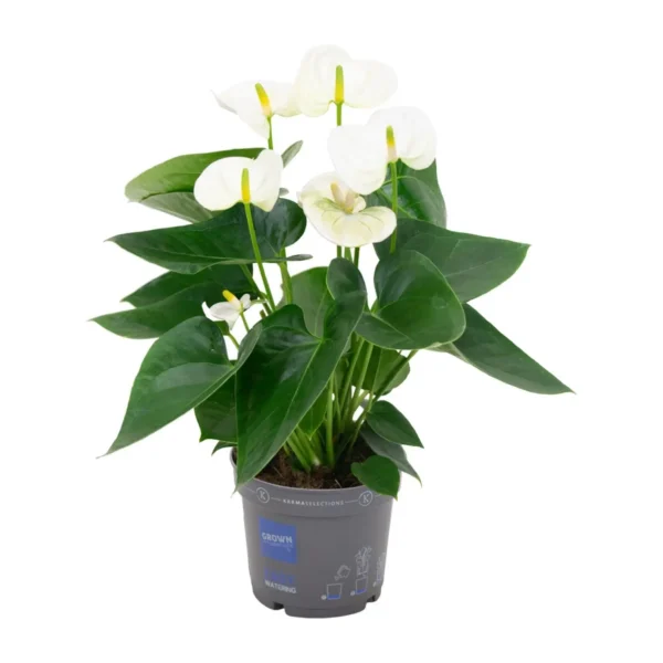 Flamingoblume Anthurium White - Ø12cm - H43cm