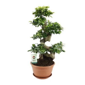 Feigenbaum Ginseng - Ø27cm - ↨70cm