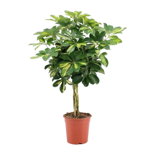 Schefflera Arboricola Gold Capella - Ø19cm - H75cm