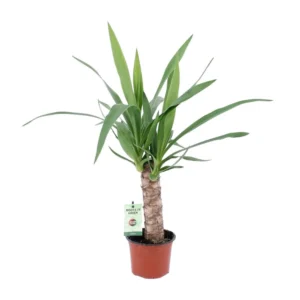 Yucca - Ø12cm - ↨50cm