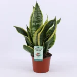 Sansevieria Futura Superba - Ø12cm - ↨35cm