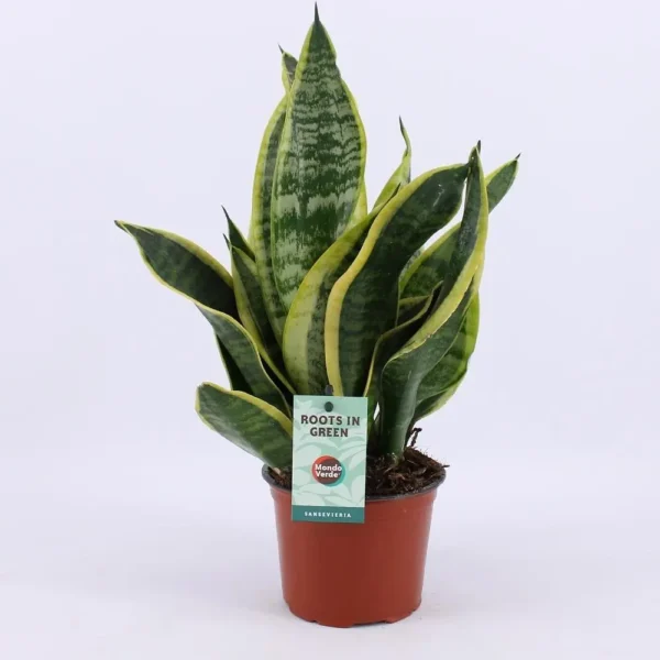 Sansevieria Futura Superba - Ø12cm - H35cm