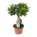 Feigenbaum Ginseng - Ø17cm - ↨40cm