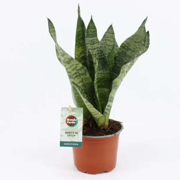 Sansevieria Black Coral - Ø12cm - H35cm