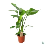 Strelitzia Nicolai P17 3 Stek - Ø17cm - ↨60cm