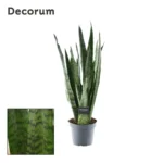 Sansevieria Zeylanica (Decorum) - Ø14cm - ↨55cm