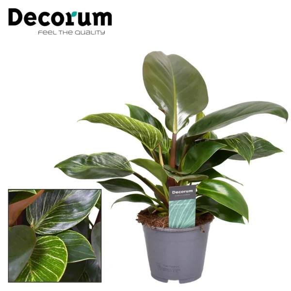 Philodendron Maximus (decorum) - Ø14cm - H30cm