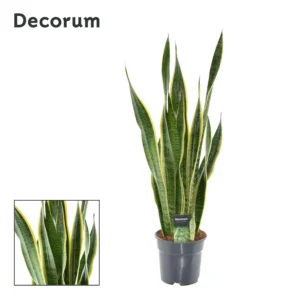 Sansevieria Laurentii XL (Decorum) - Ø17cm - ↨70cm