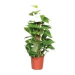 Epipremnum Pinnatum Mosstok 60cm Scindapsus - Ø15cm - ↨60cm