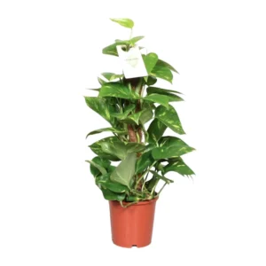 Epipremnum Pinnatum Mosstok 60cm Scindapsus - Ø15cm - ↨60cm