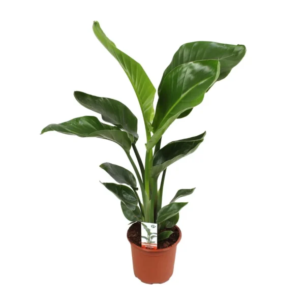 Strelitzia Nicolai 17 Cm - Ø17cm - ↨70cm
