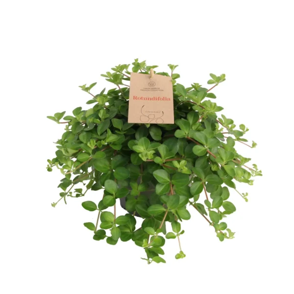 Peperomia Rotundifolia 14 Cm - Ø14cm - H27cm