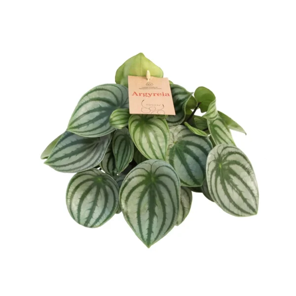 Peperomia Argyreia 14 Cm - Ø14cm - H27cm