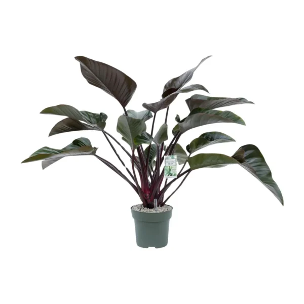 Philodendron Red Beauty - Ø27cm - H60cm