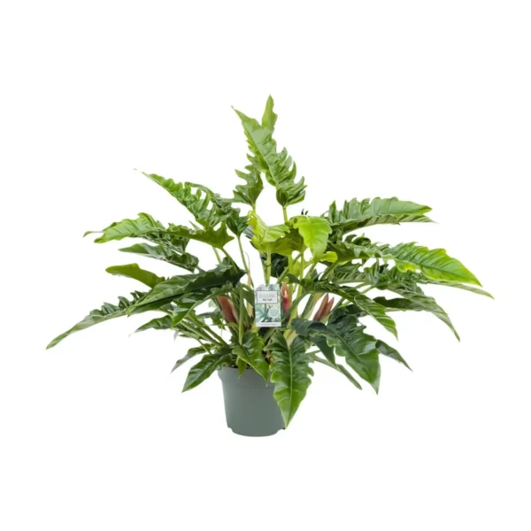 Philodendron Rambo - Ø27cm - H65cm