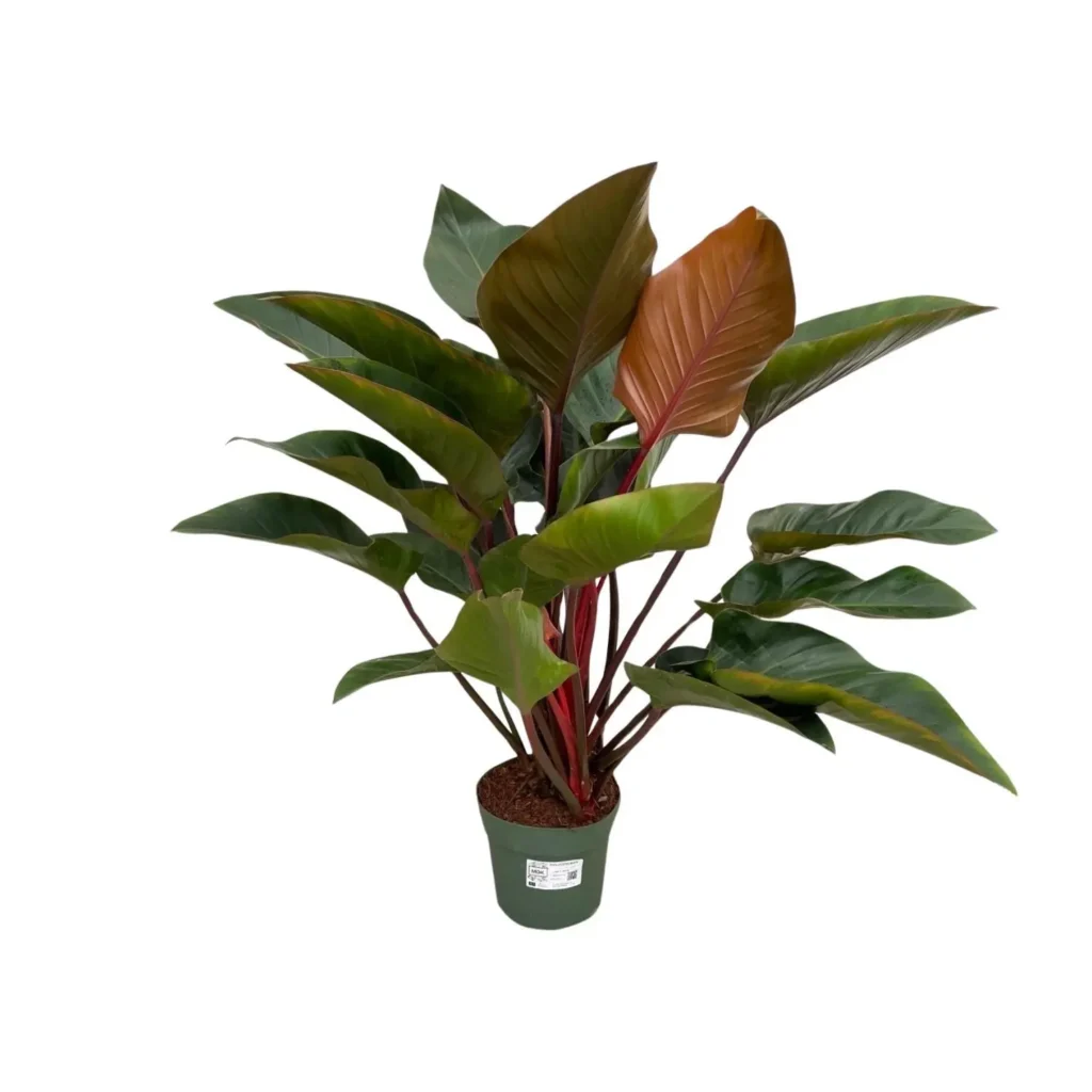 Philodendron Red Beauty - Ø27cm - H100cm