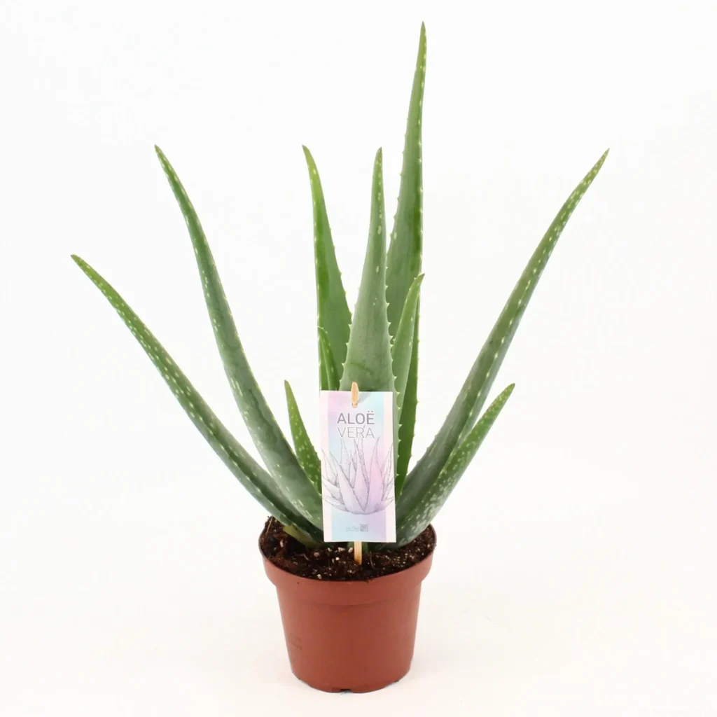 Aloe Vera P14 - Ø14cm - H45cm