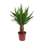 Yucca "Tres Cañas" 30 Stam P19 - Ø19cm - ↨70cm