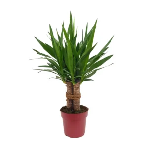 Yucca "Tres Cañas" 30 Stam P19 - Ø19cm - ↨70cm