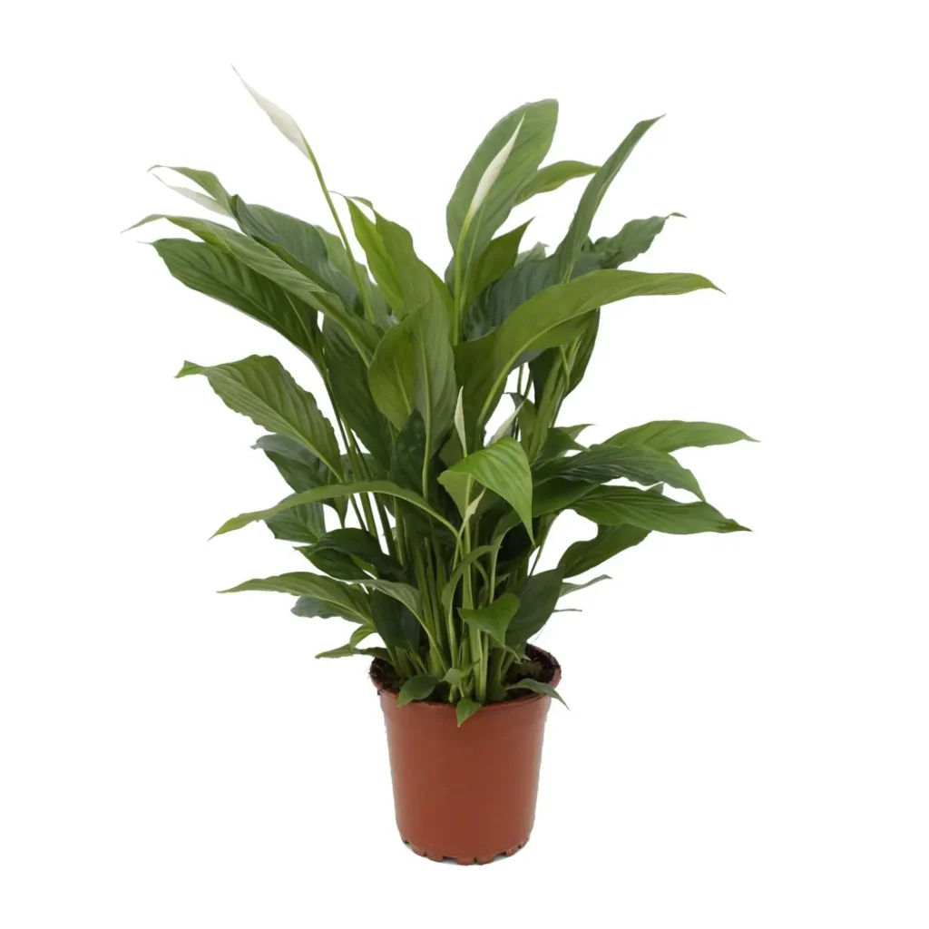 Spathiphyllum Torelli P17 - Ø17cm - H65cm