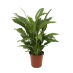 Spathiphyllum Torelli P17 - Ø17cm - ↨65cm