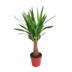 Yucca "Maya Tree" 30stam P19 - Ø19cm - ↨80cm