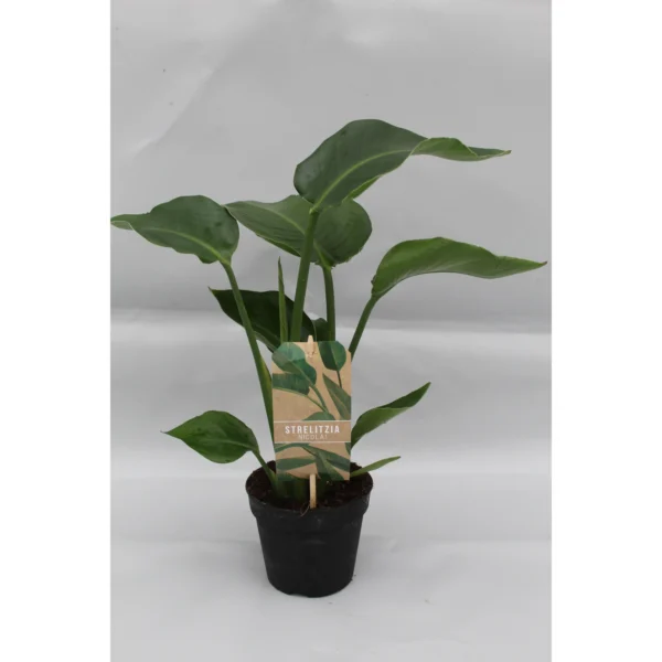 Strelitzia Nicolai P13 - Ø13cm - ↨35cm