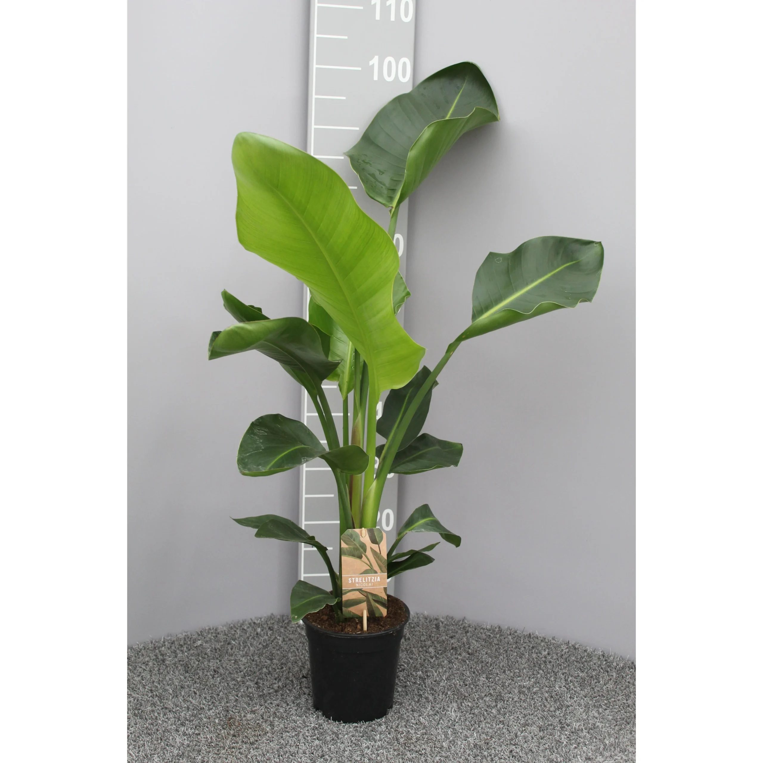 Strelitzia Nicolai P17 2pp - Ø17cm - H70cm