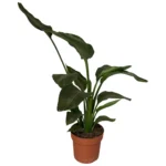 Strelitzia Nicolai 2pp - Ø17cm - ↨65cm