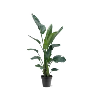 Strelitzia Nicolai XXL - ↨190 - 225 cm - ø27-ø30