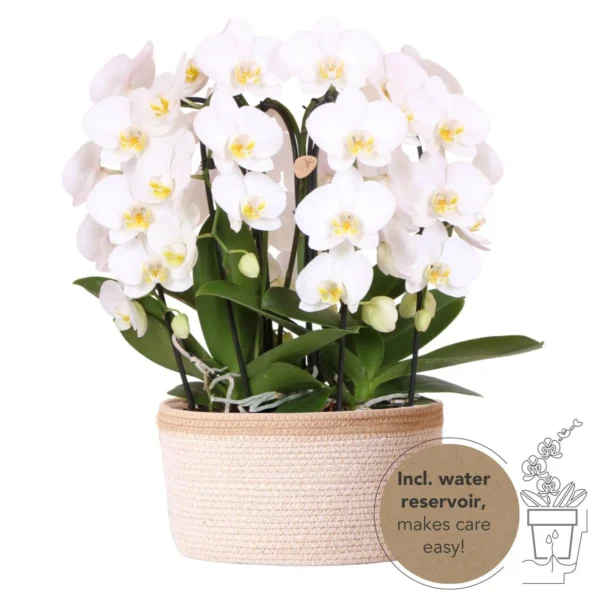 Weißes Orchideen-Set im Baumwollkorb inkl. Wassertank | drei geschwungene weiße Orchideen Niagara Fall 12cm | Mono Bouquet weiß mit Selbstversorger