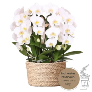 Weißes Orchideen-Set im Schilfkorb inkl. Wassertank | 3 gebogene weiße Orchideen Niagara Fall 12cm