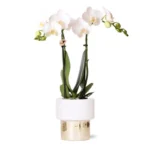 Weiße Phalaenopsis Orchidee - Amabilis + Elite Topf Gold - Topfgröße Ø9cm - 35cm hoch