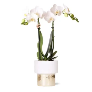 Weiße Phalaenopsis Orchidee - Amabilis + Elite Topf Gold - Topfgröße Ø9cm - 35cm hoch