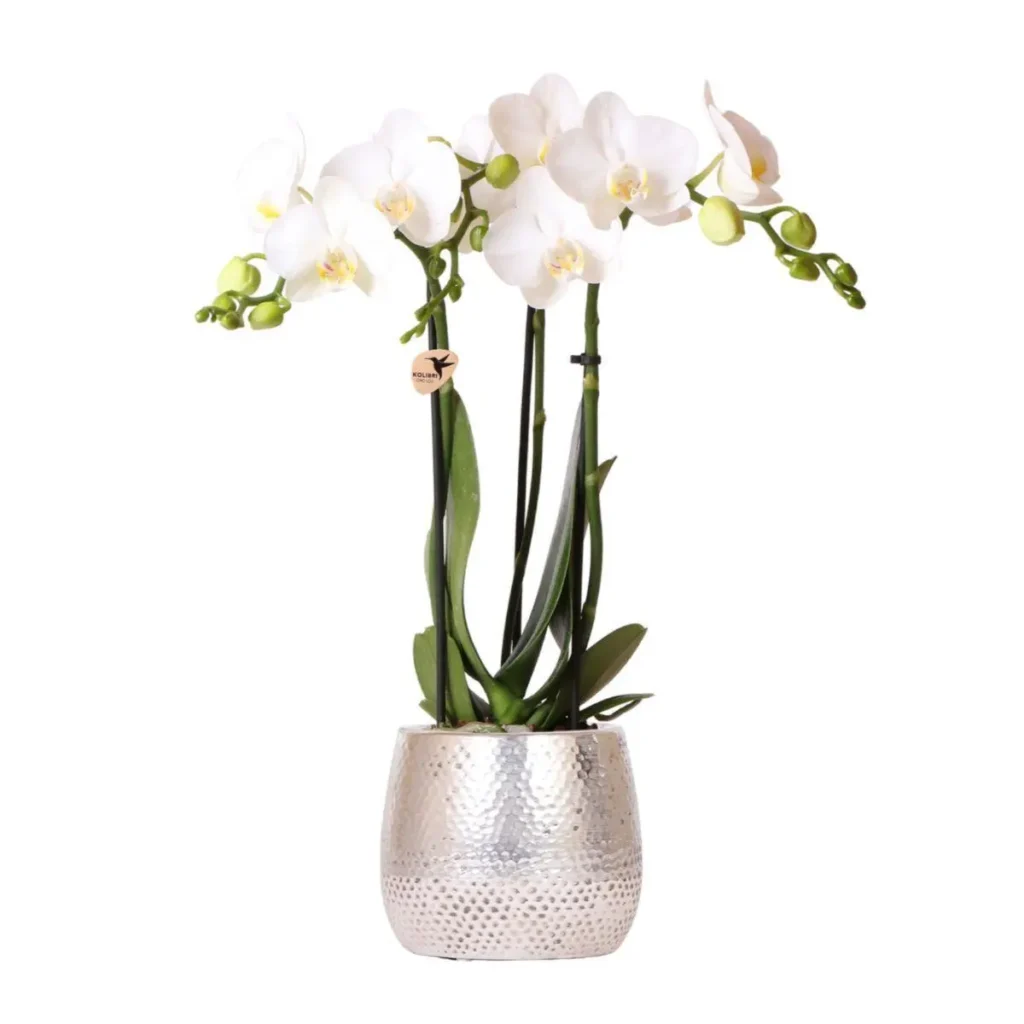 Weiße Phalaenopsis Orchidee - Amabilis + Elite Topf silber- Topfgröße Ø9cm - 35cm hoch